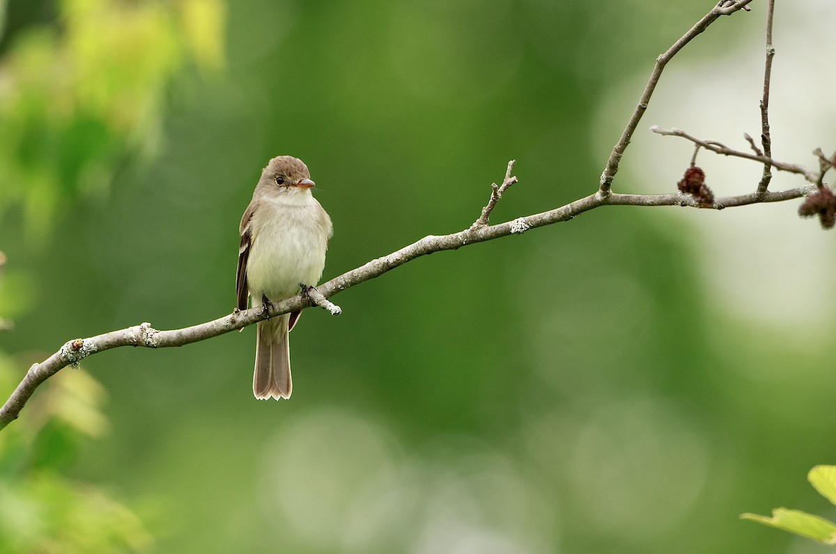 Alder Flycatcher - ML639217201