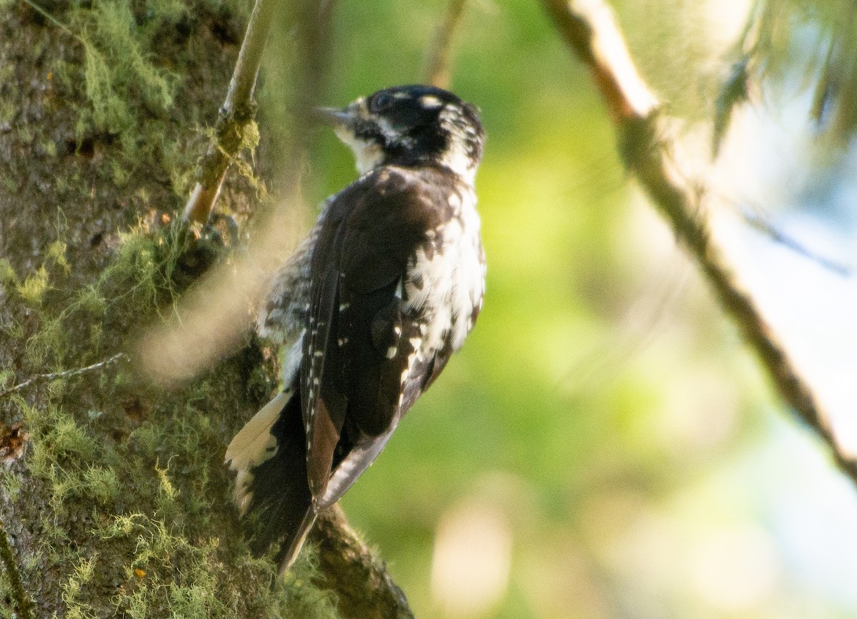 American Three-toed Woodpecker - ML639217204