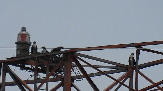 Загасч явлаг - ML639217213