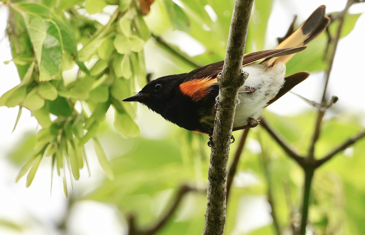 American Redstart - ML639217223