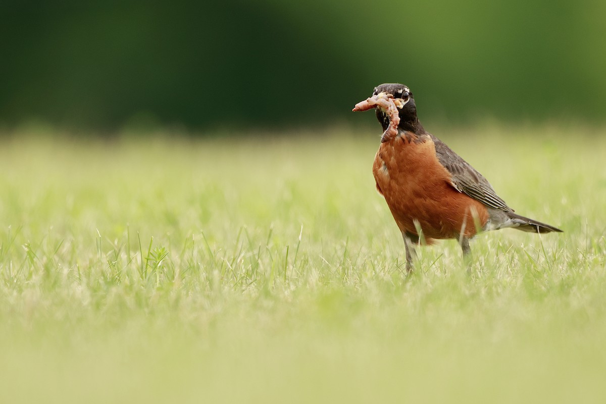 American Robin - ML639217234