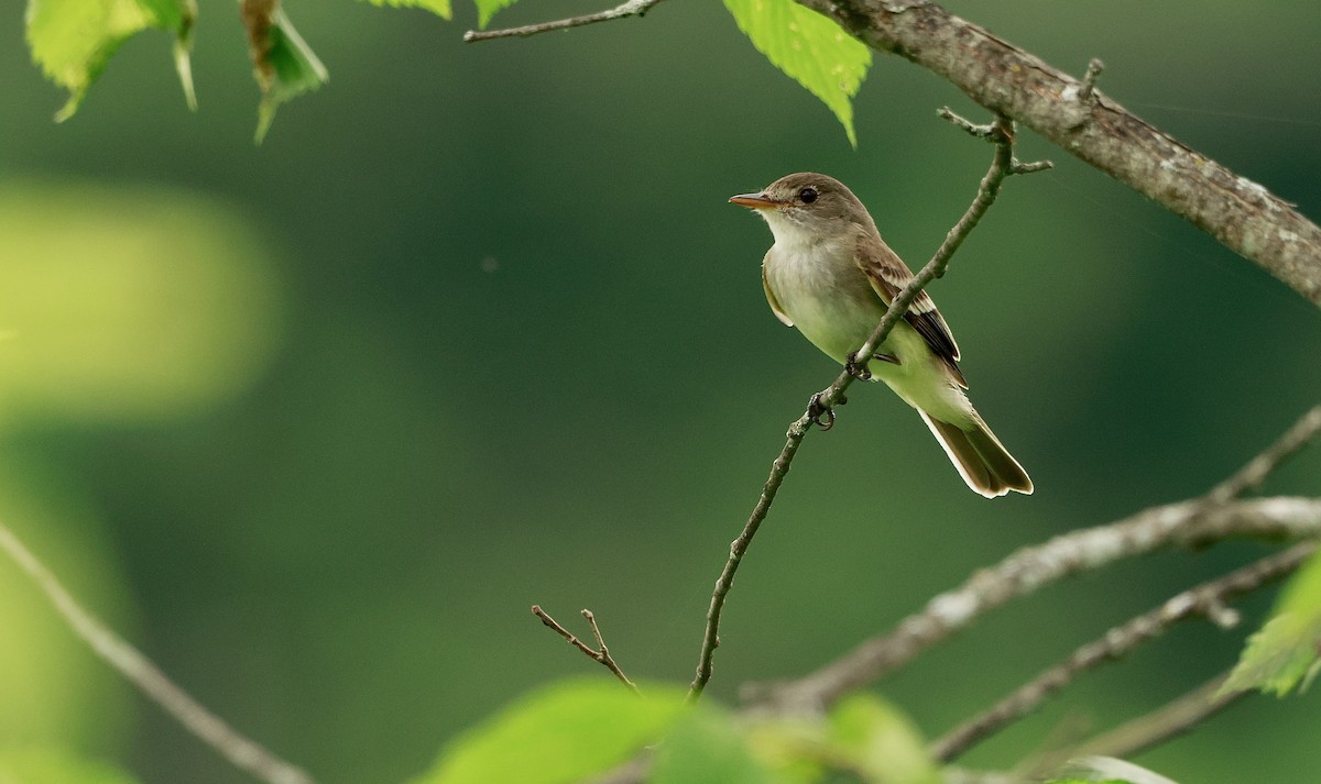 Alder/Willow Flycatcher (Traill's Flycatcher) - ML639217237