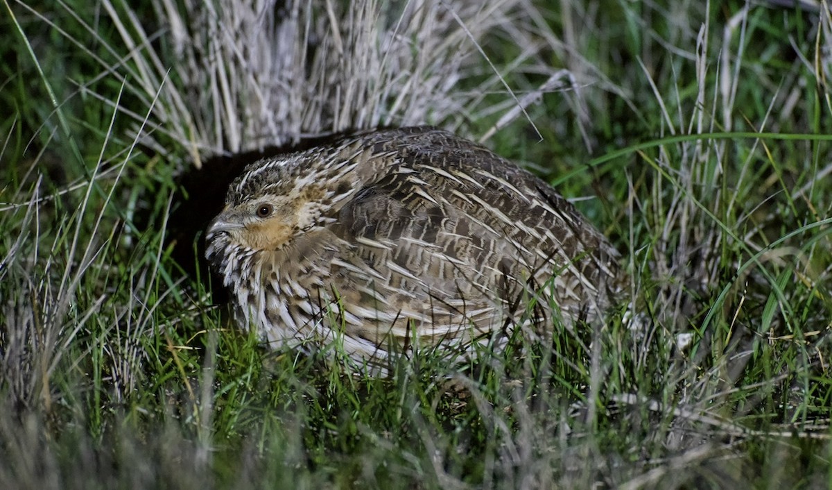 Stubble Quail - ML639217264