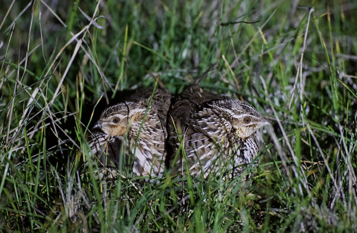 Stubble Quail - ML639217265