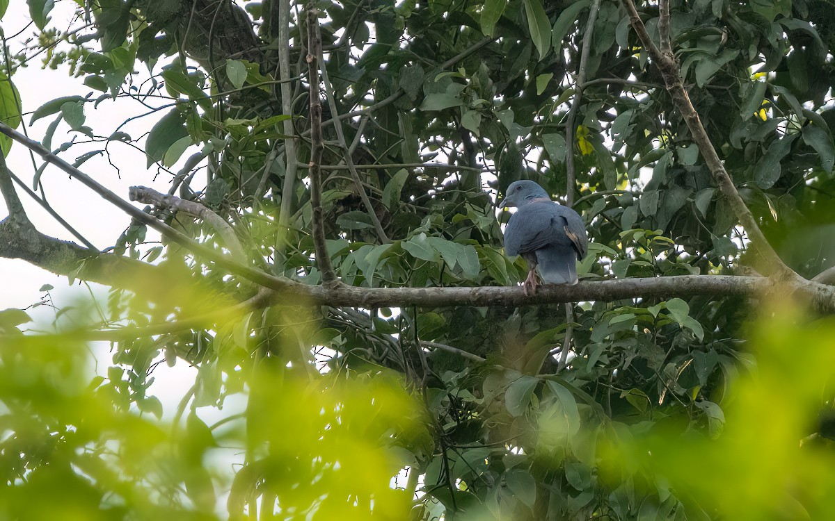 Western Bronze-naped Pigeon - ML639217339