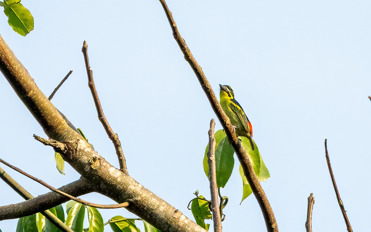 Red-rumped Tinkerbird - ML639217357