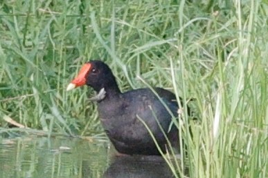 Gallinule d'Amérique - ML639217566