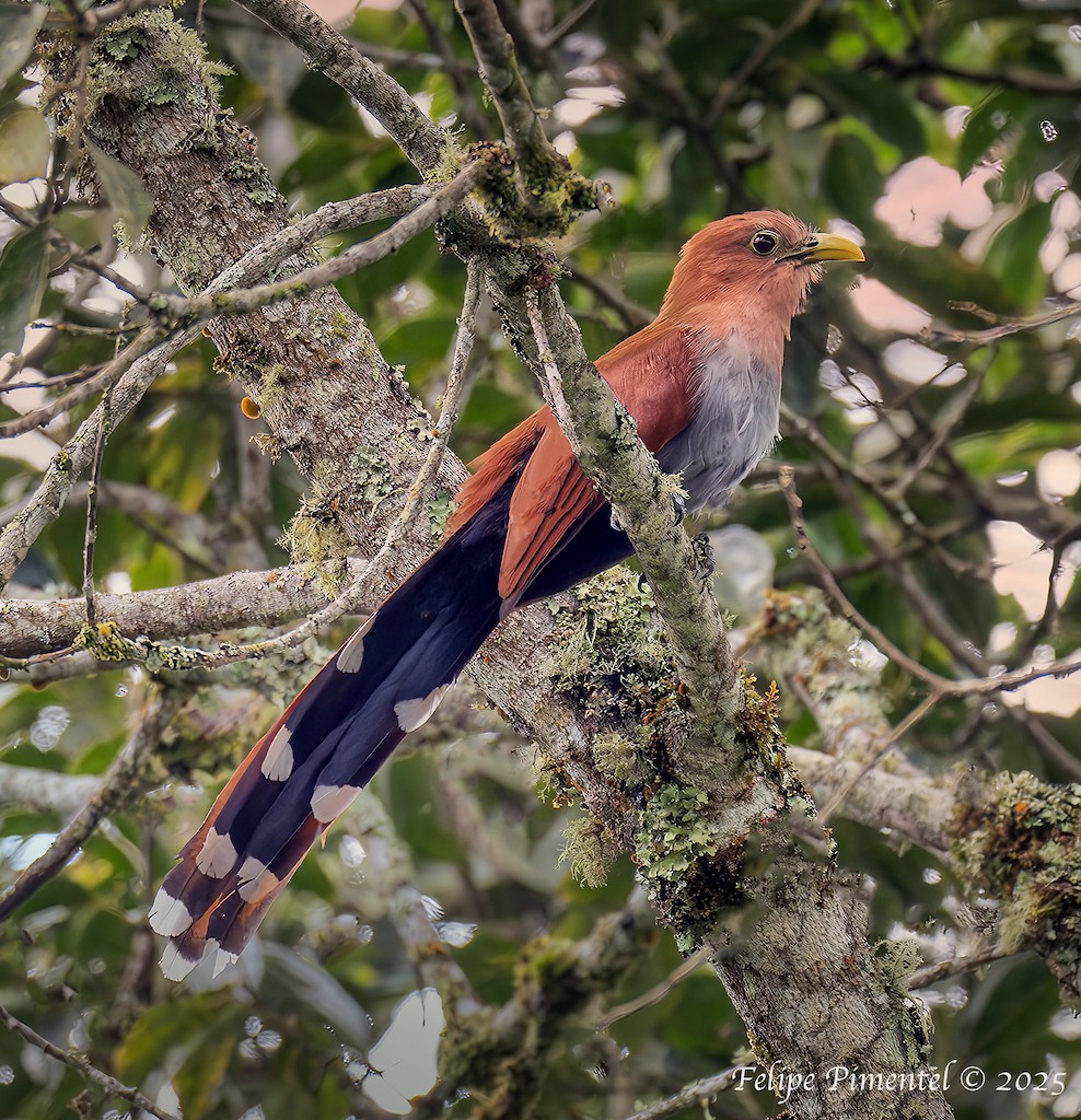 Squirrel Cuckoo - ML639217579