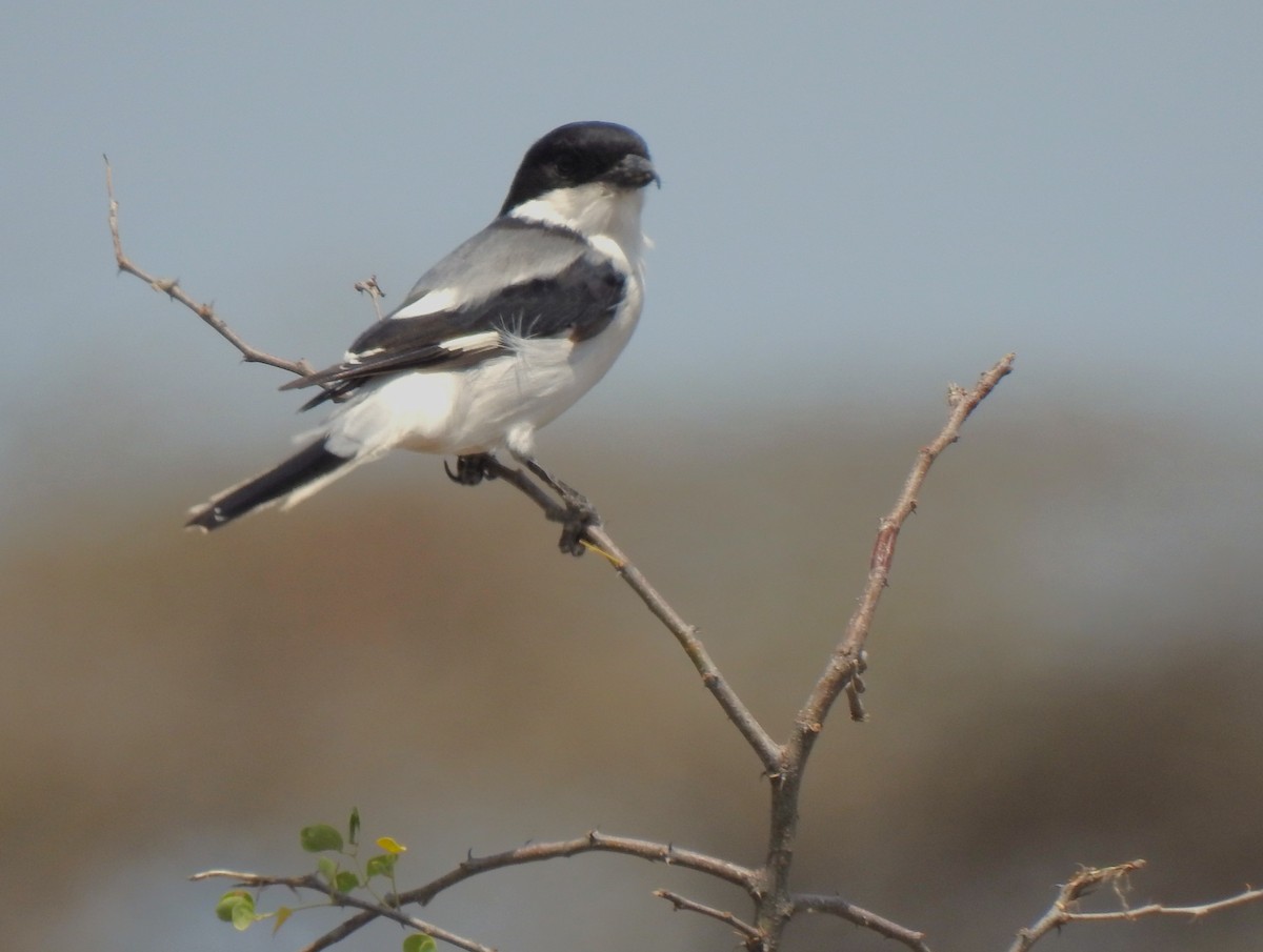 Somali Fiscal - ML639217605