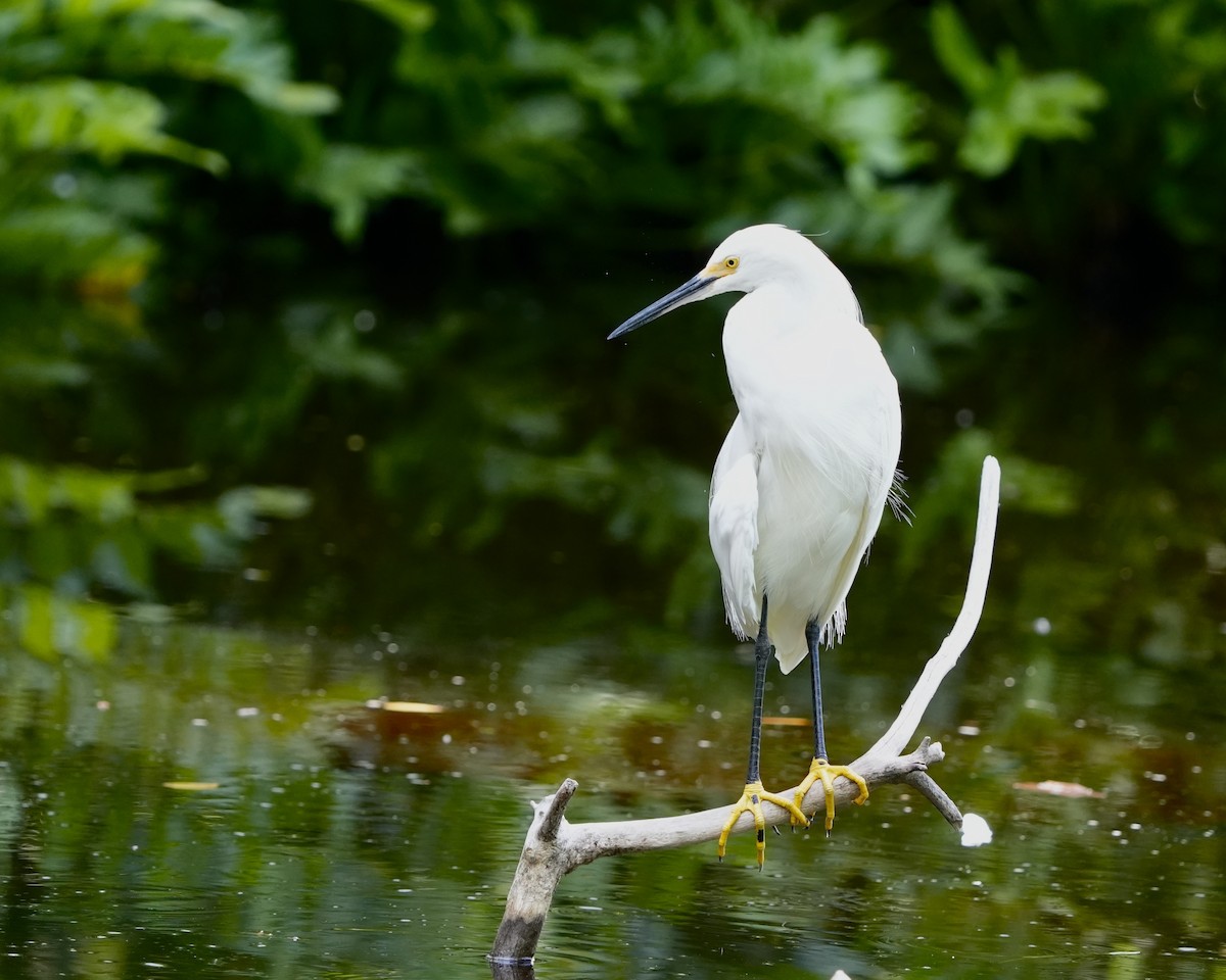 Snowy Egret - ML639217640