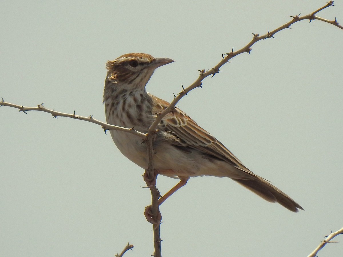 Gillett's Lark - ML639217641