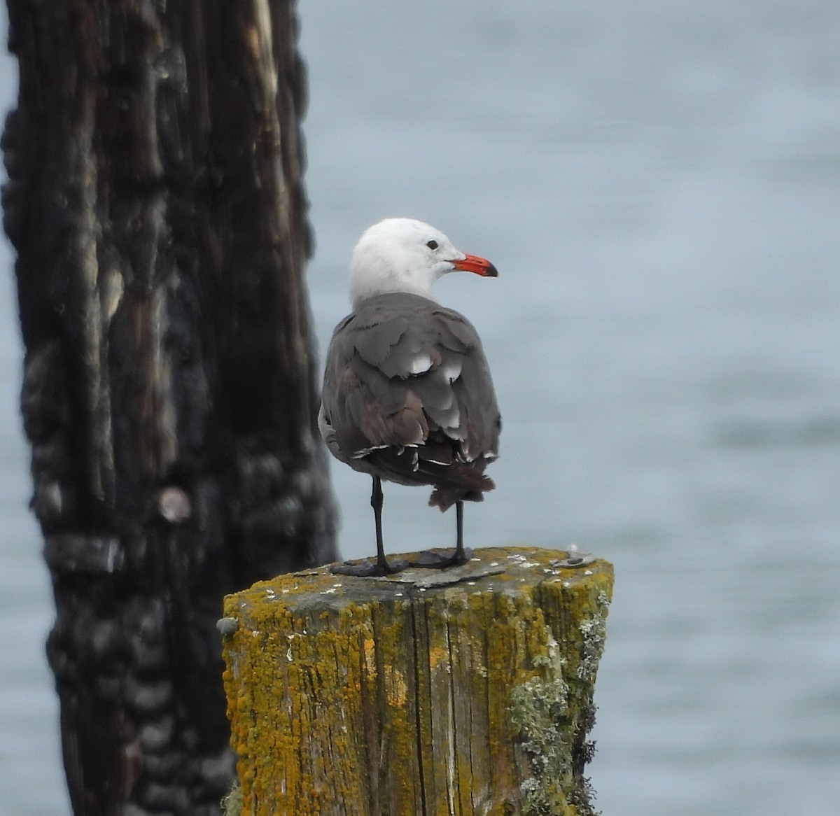 Heermann's Gull - ML639217657