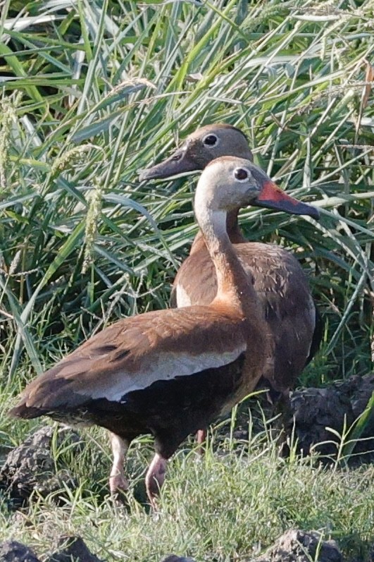 Dendrocygne à ventre noir - ML639217669