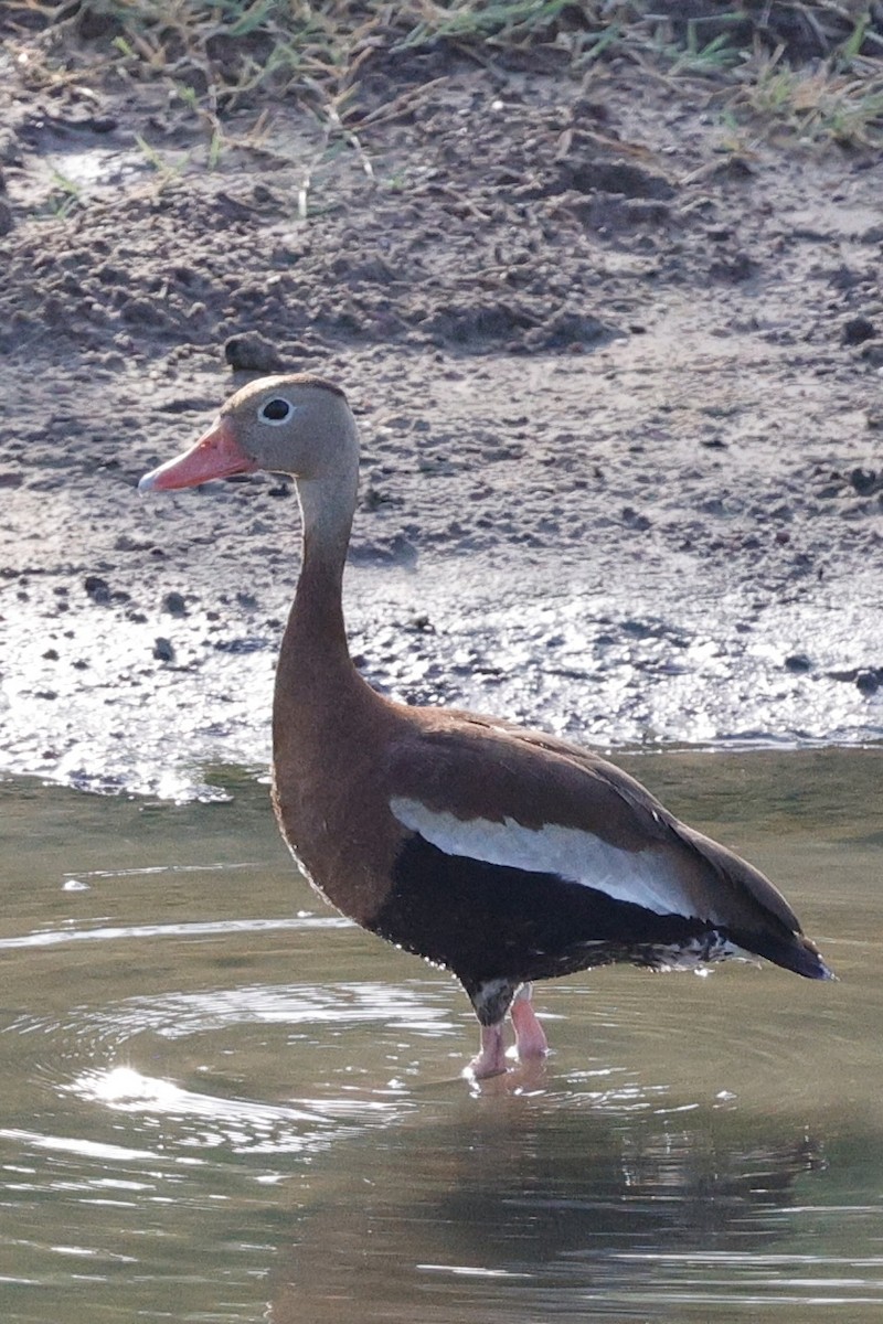 Dendrocygne à ventre noir - ML639217670
