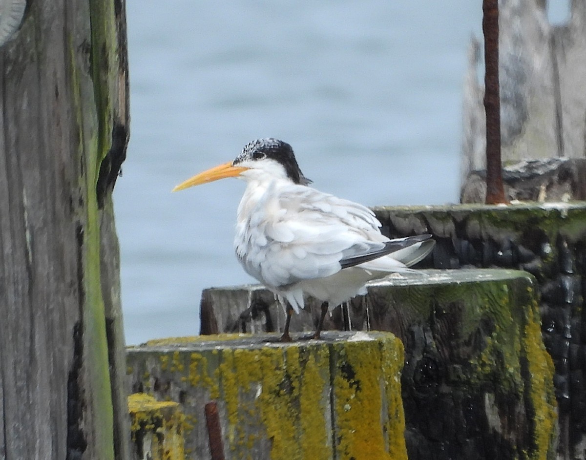 Elegant Tern - ML639217694