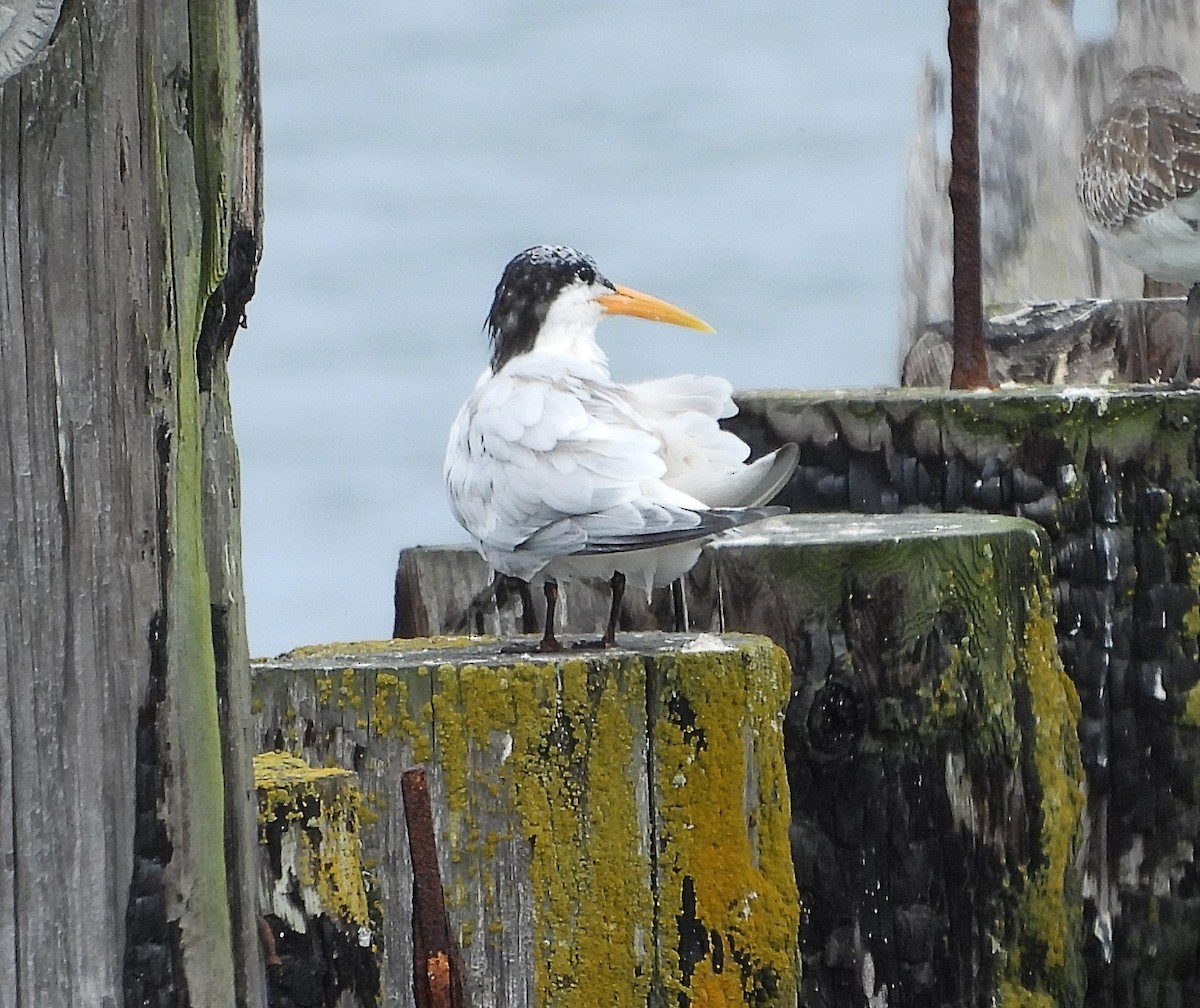 Elegant Tern - ML639217705