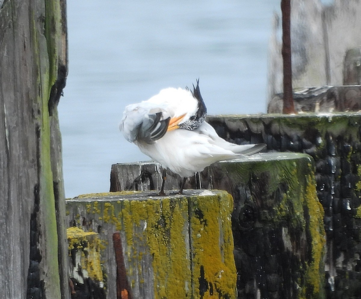 Elegant Tern - ML639217706