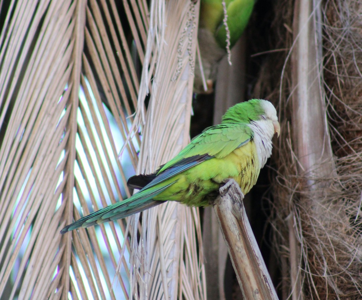 Monk Parakeet - ML639217731