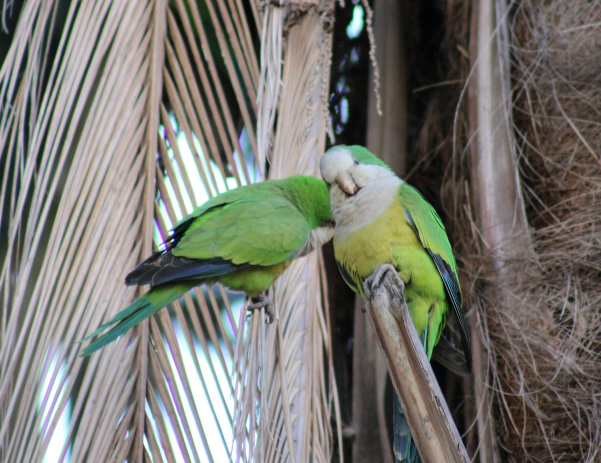 Monk Parakeet - ML639217732