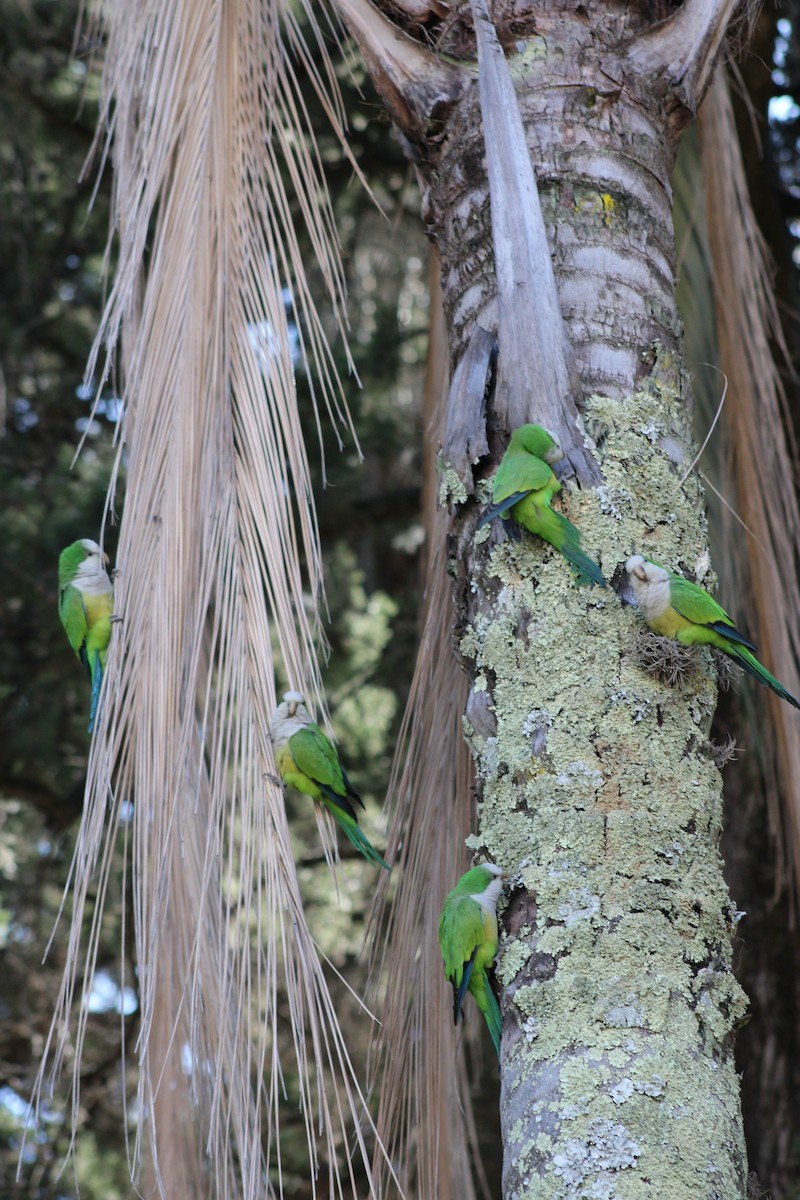 Monk Parakeet - ML639217733