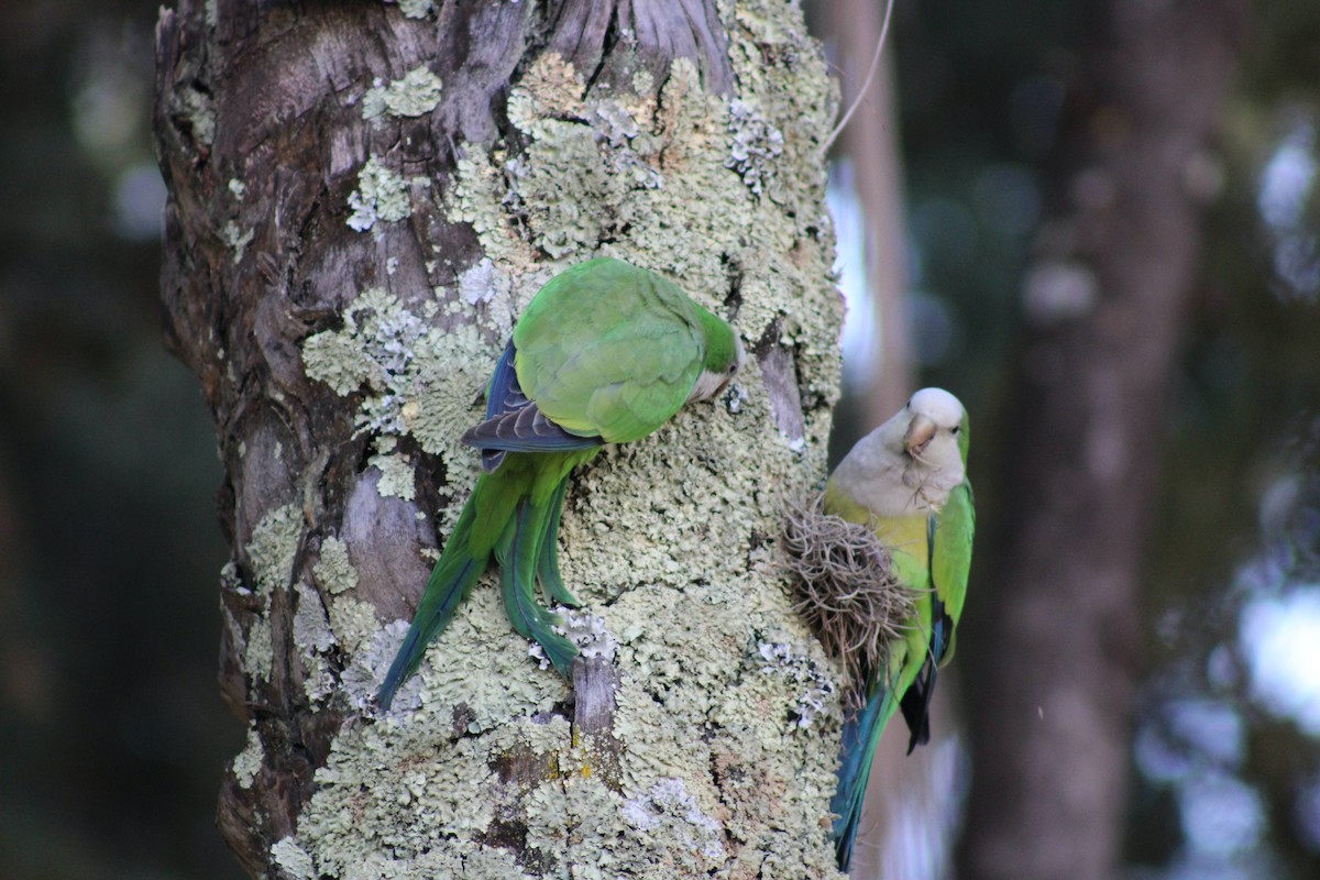 Monk Parakeet - ML639217734