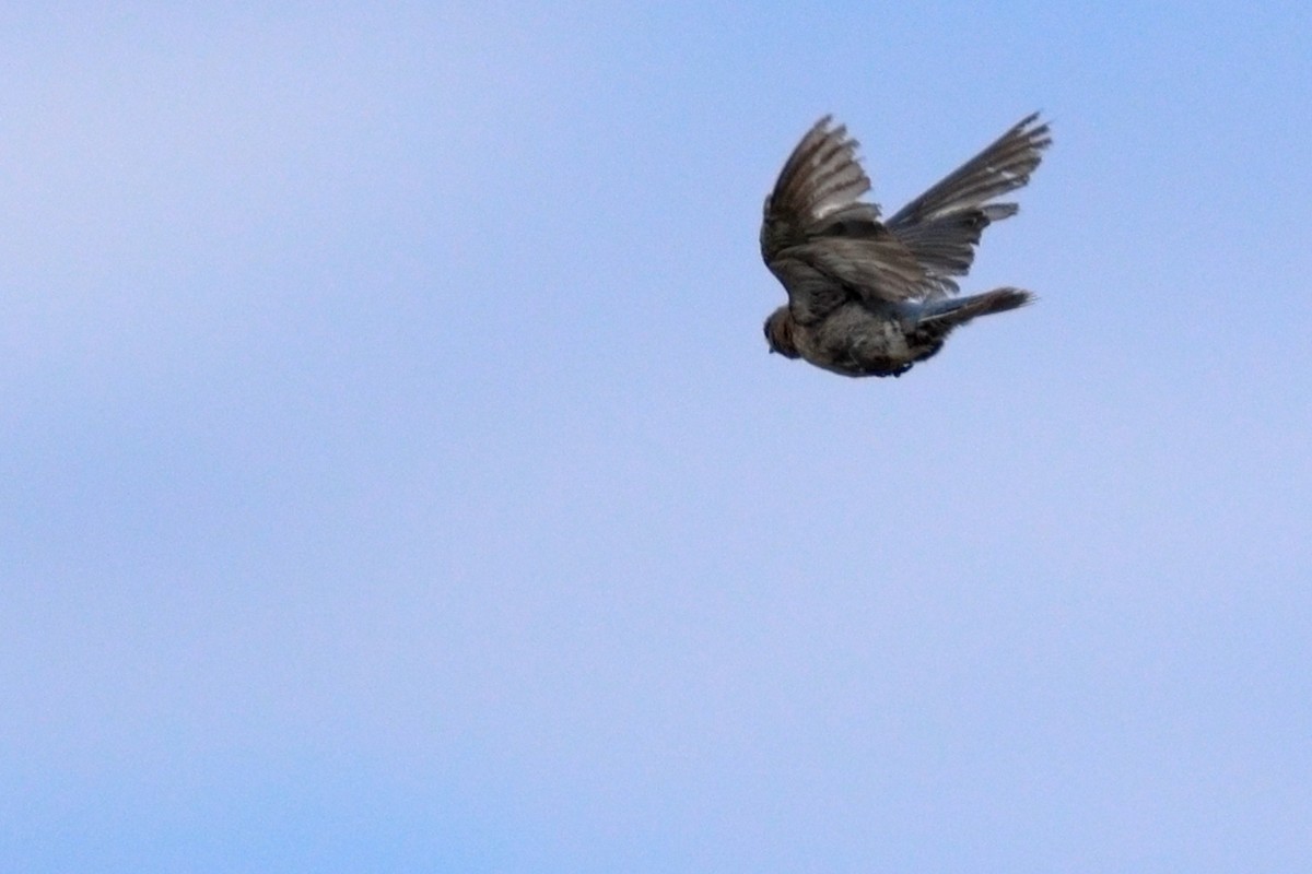Mountain Bluebird - ML639217751