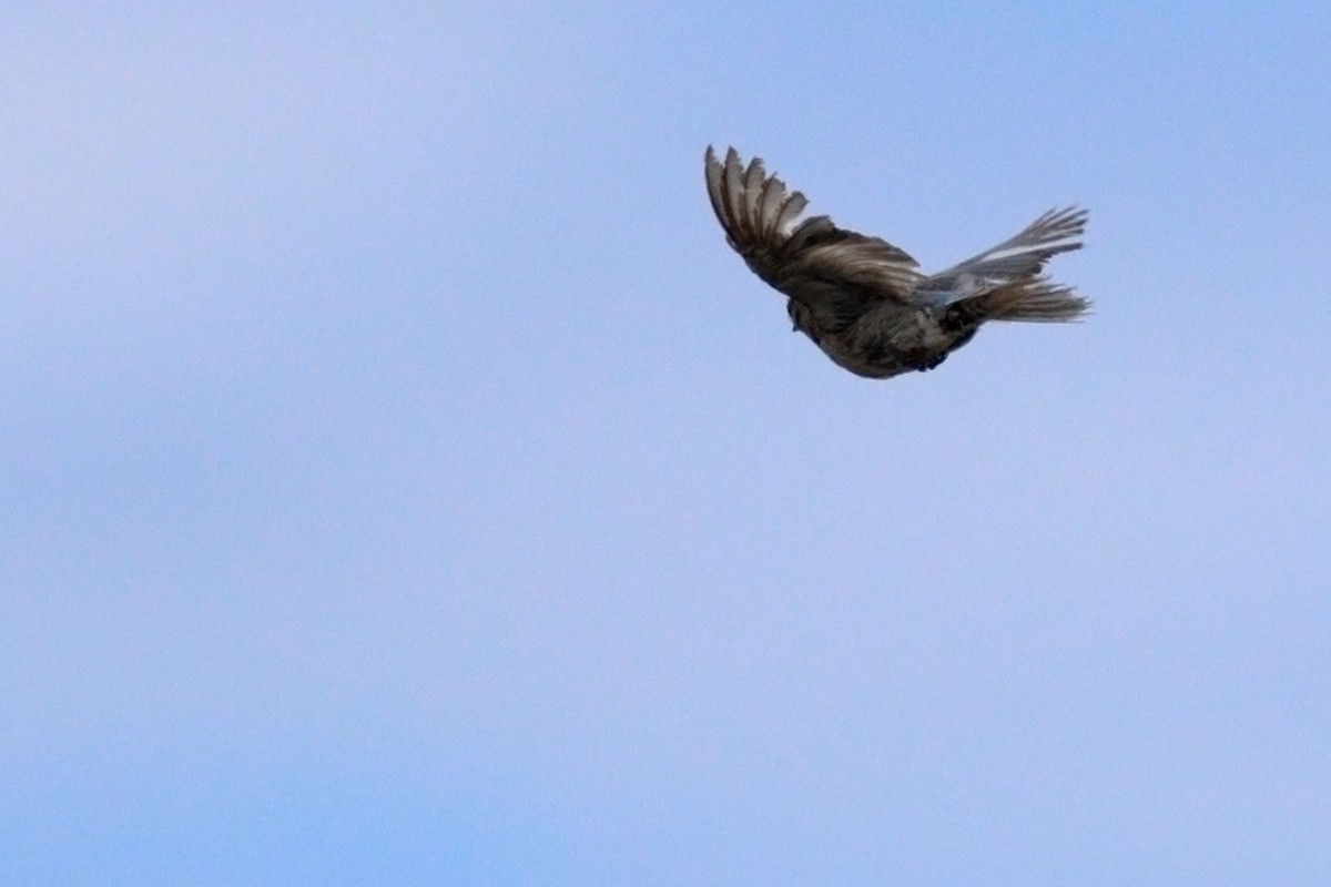 Mountain Bluebird - ML639217752