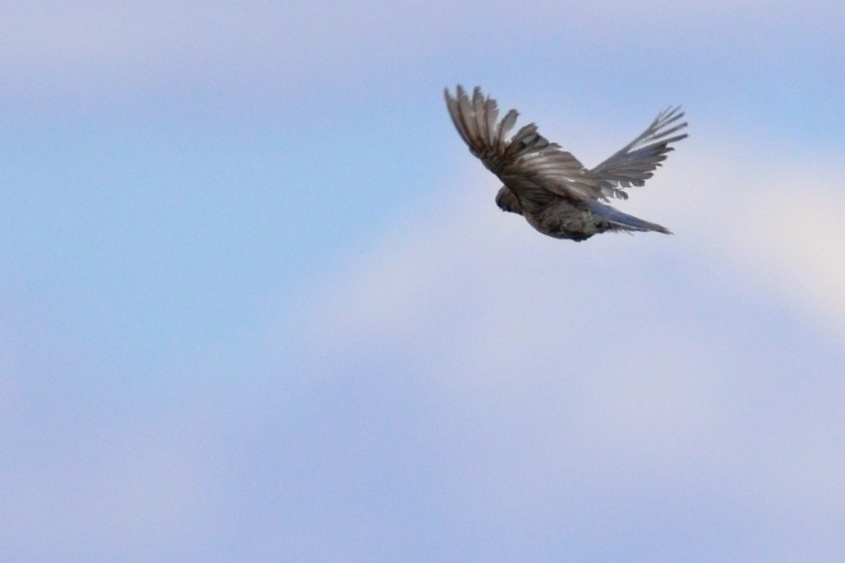 Mountain Bluebird - ML639217753