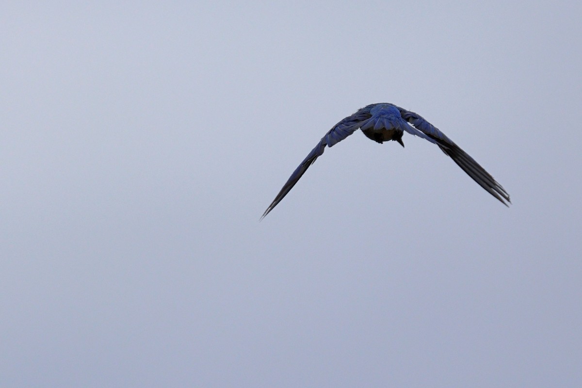 Mountain Bluebird - ML639217754