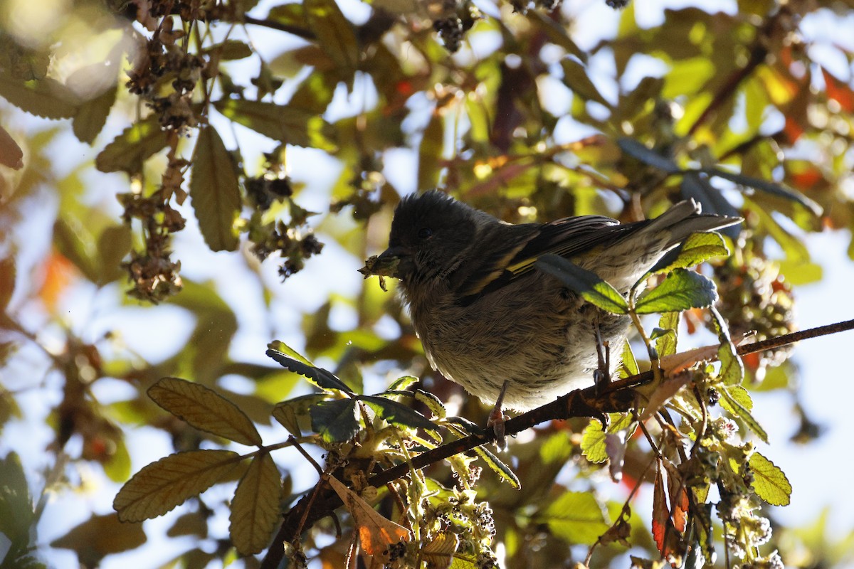 Thick-billed Siskin - ML639217789
