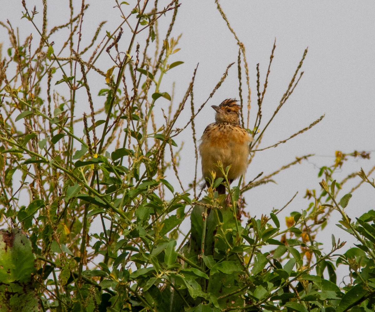 Rufous-naped Lark (Rufous-naped) - ML639217820