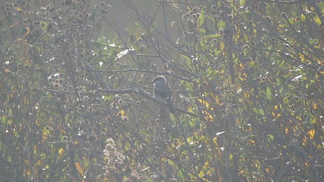 Loggerhead Shrike - ML639217868