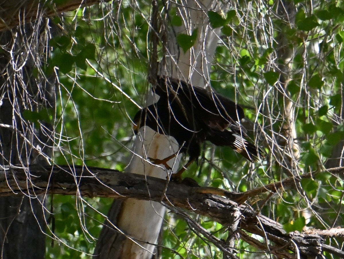 Common Black Hawk - ML639218055