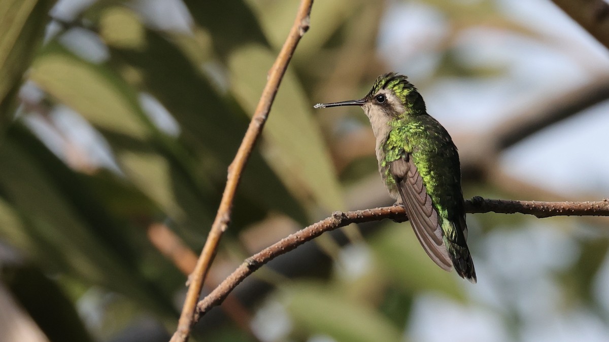 Golden-crowned Emerald - ML639218063