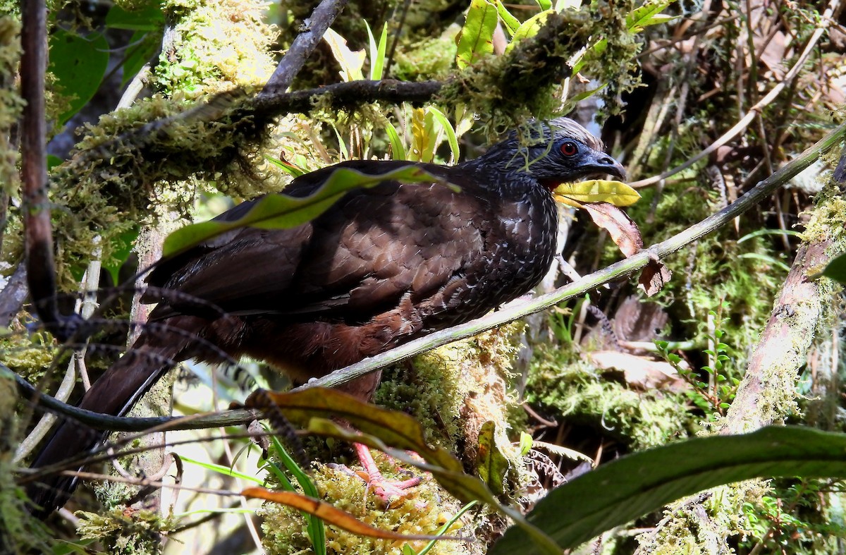 Andean Guan - ML639218068
