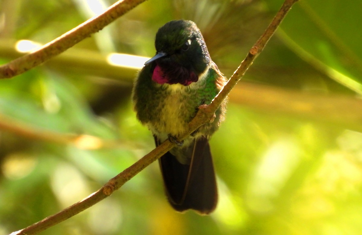 Amethyst-throated Sunangel - ML639218097