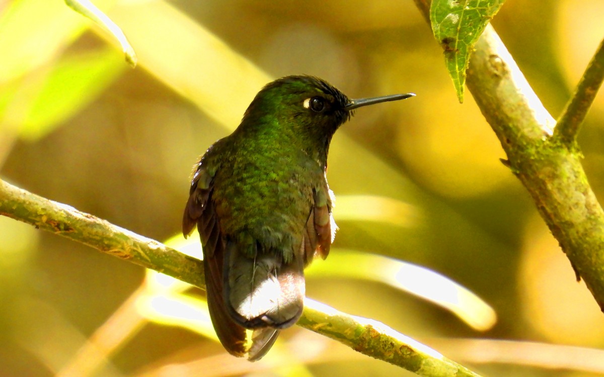 Amethyst-throated Sunangel - ML639218099