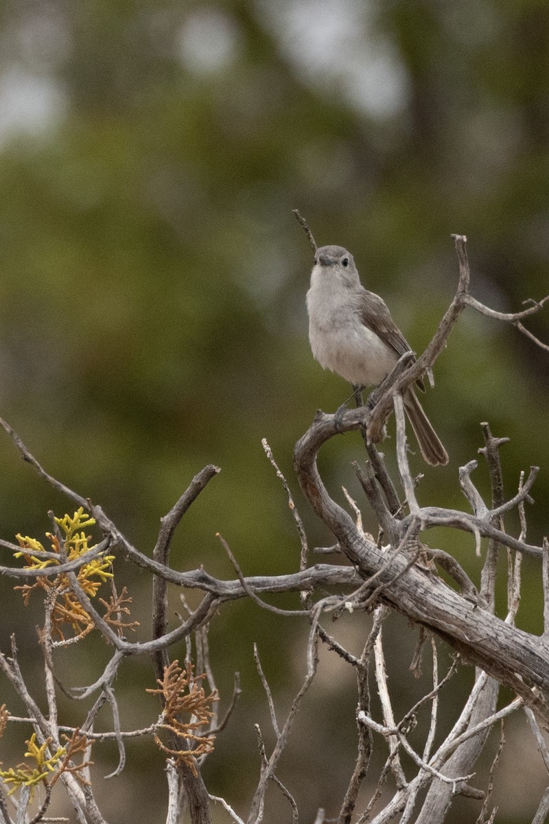 Gray Vireo - ML639218231
