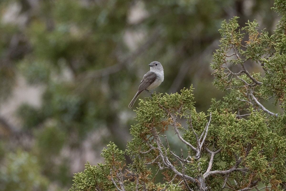 Gray Vireo - ML639218234