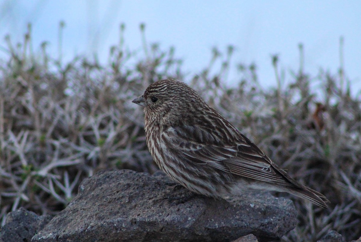 Yellow-bridled Finch (White-tailed) - ML639218270