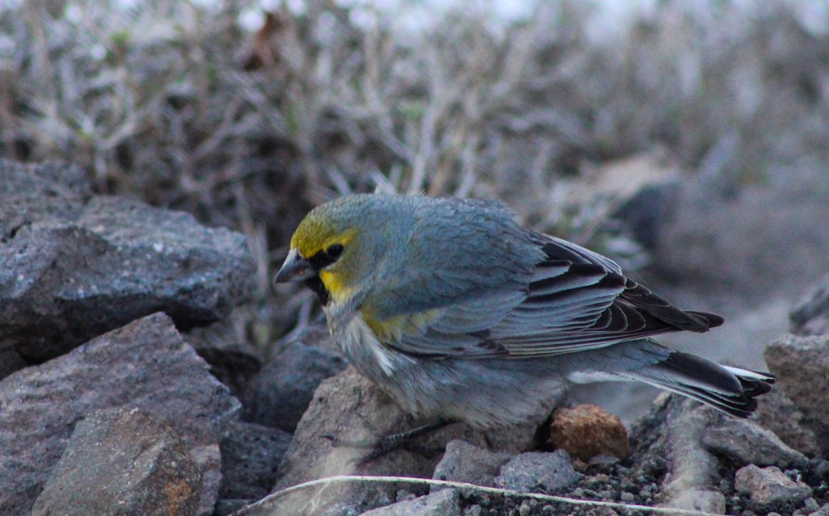 Yellow-bridled Finch (White-tailed) - ML639218273