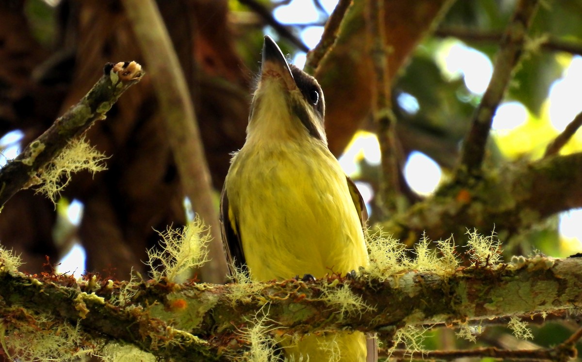 Golden-crowned Flycatcher - ML639218277
