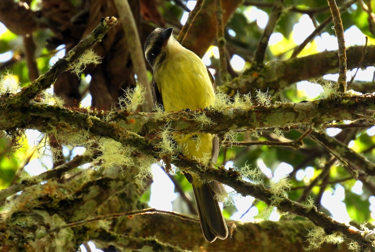 Golden-crowned Flycatcher - ML639218278