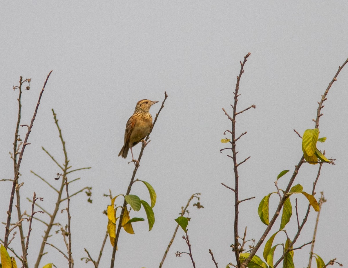 Rufous-naped Lark (Rufous-naped) - ML639218299