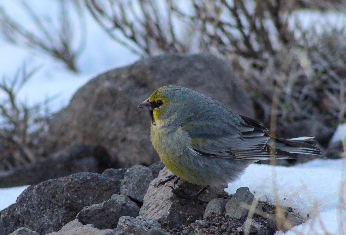 Yellow-bridled Finch (White-tailed) - ML639218353