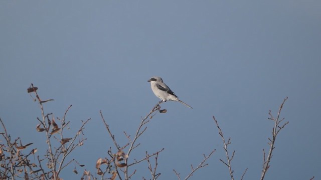 Loggerhead Shrike - ML639218424