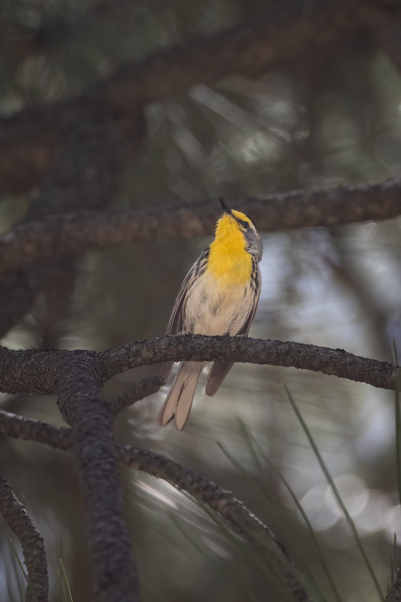 Grace's Warbler - ML639218432