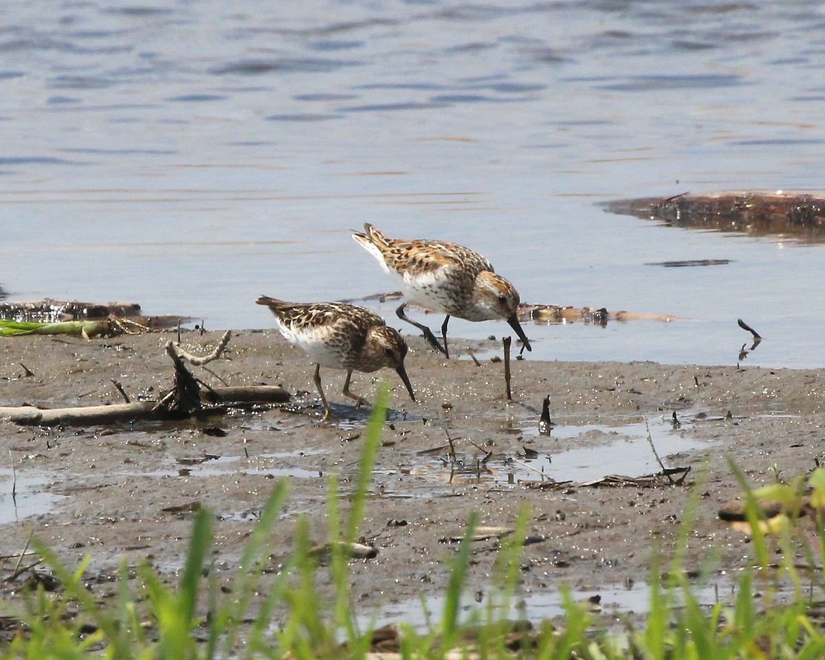 Western Sandpiper - ML639218480