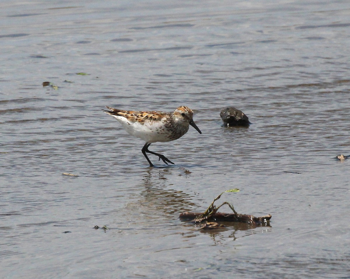 Western Sandpiper - ML639218481