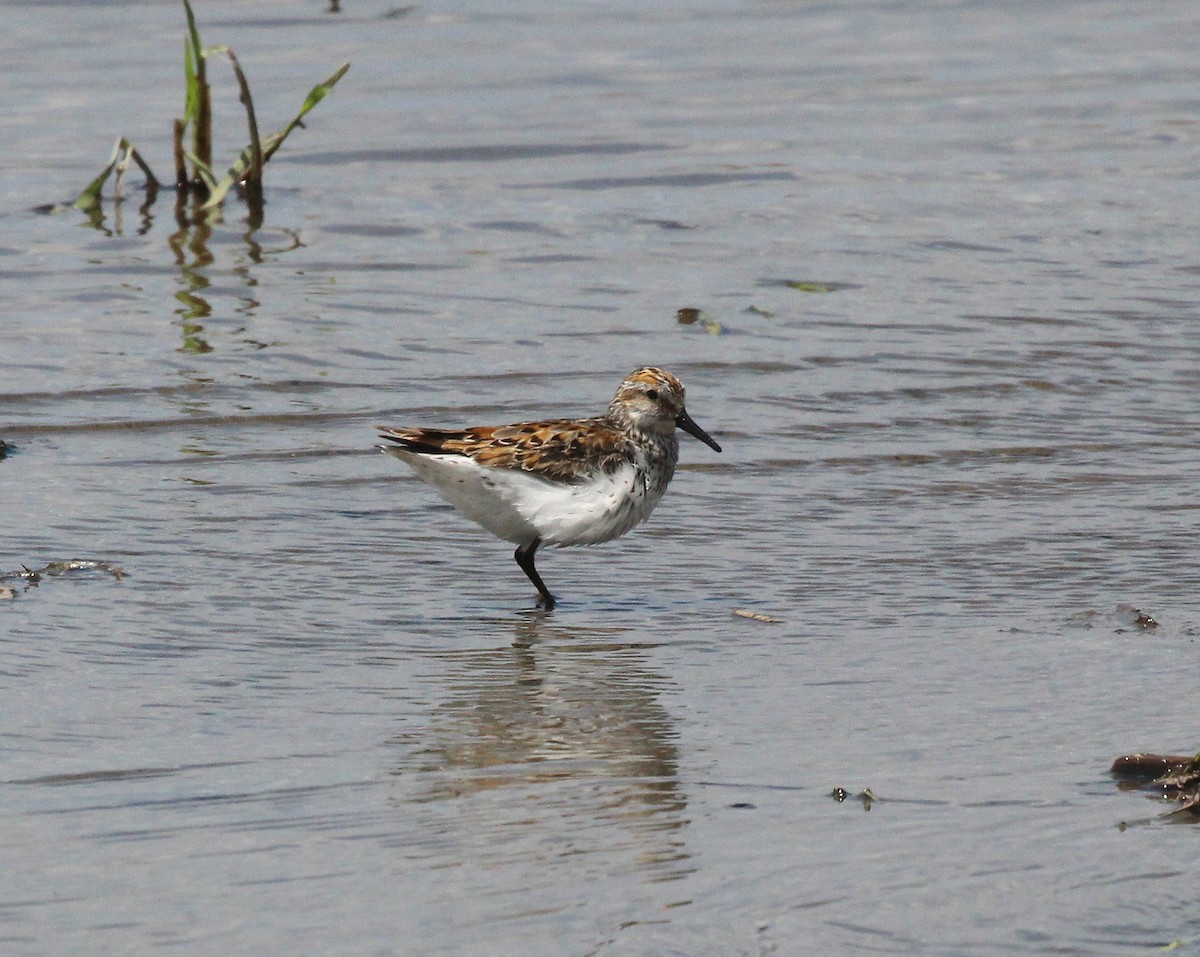 Western Sandpiper - ML639218482